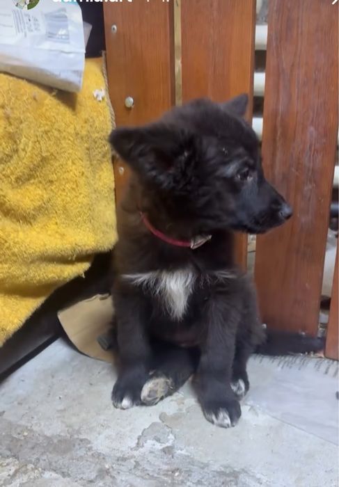 Отдам даром щенка девочка