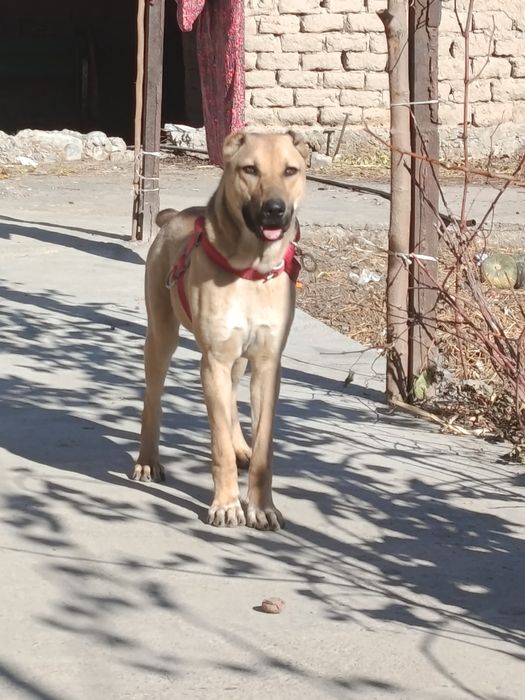 Gibrit zoti sogʻlom