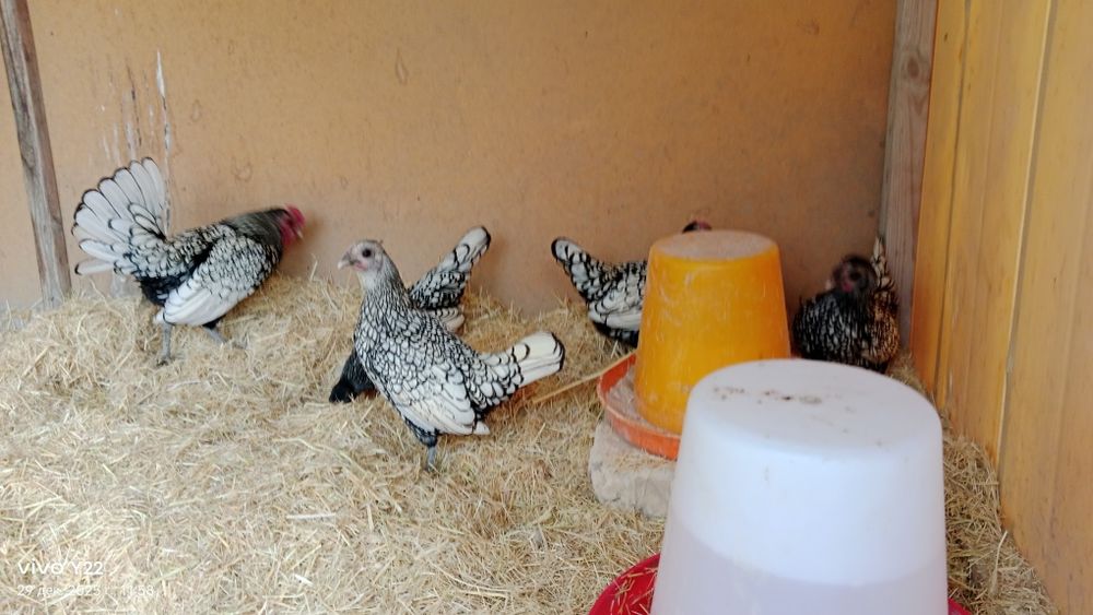 Сибрайт серебро сотилади