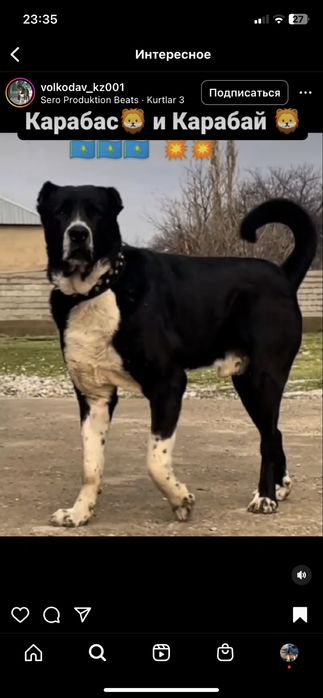 Продается сука 1.5 лет алабай сао