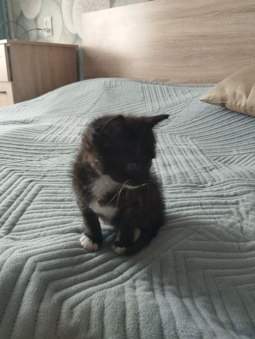 Котёнок в добрые и ответственные рукируки