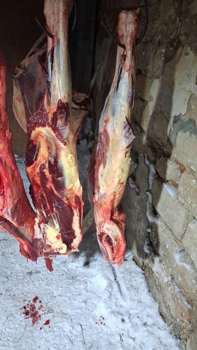 5 жас биенің еті сатылады