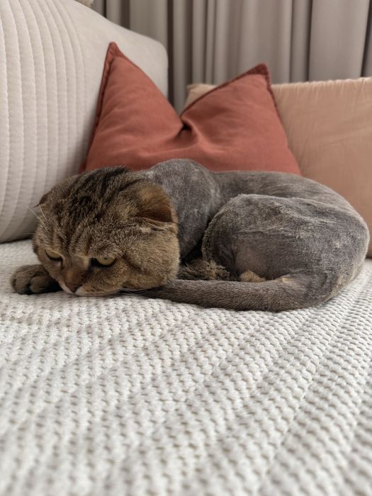 Отдам кота в хорошие руки