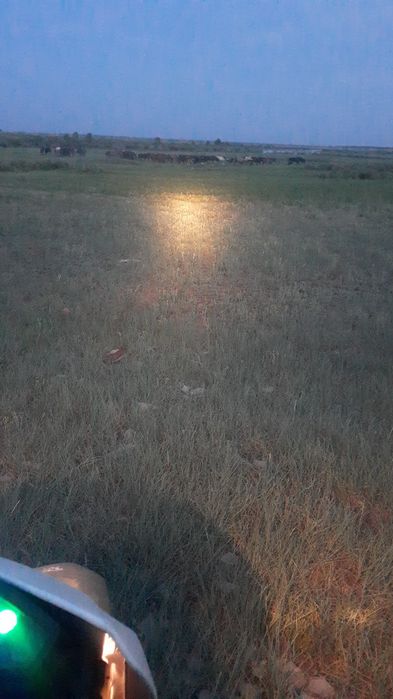 Продам лошадей на развод