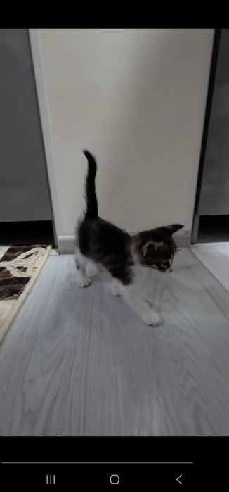 Котенка срочно в добрые руки!