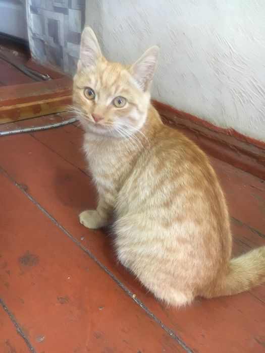 Котенок Мальчик рыжый