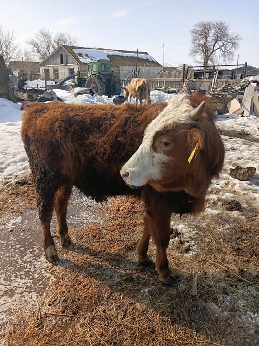 1жылдан Аскан баспкак Сатылады