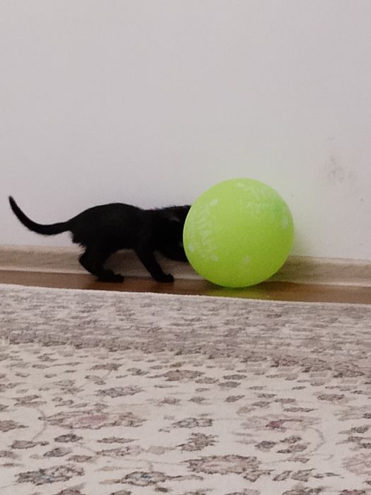 Мысык. Котёнок маленкий