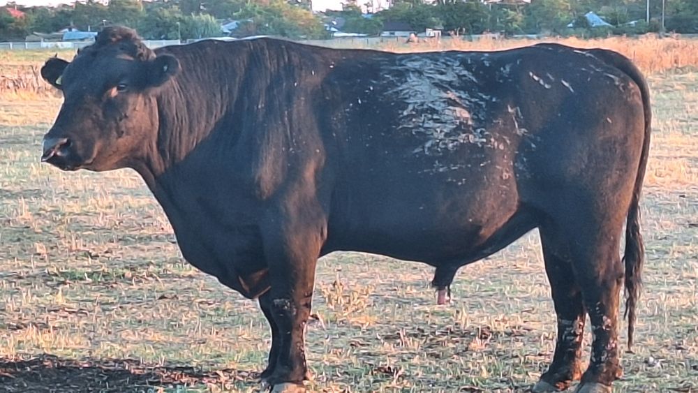 Vand taur angus cu acte