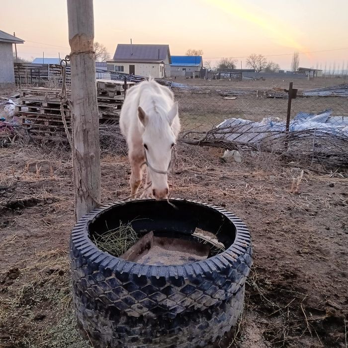 Кунан жылкы тай еркек