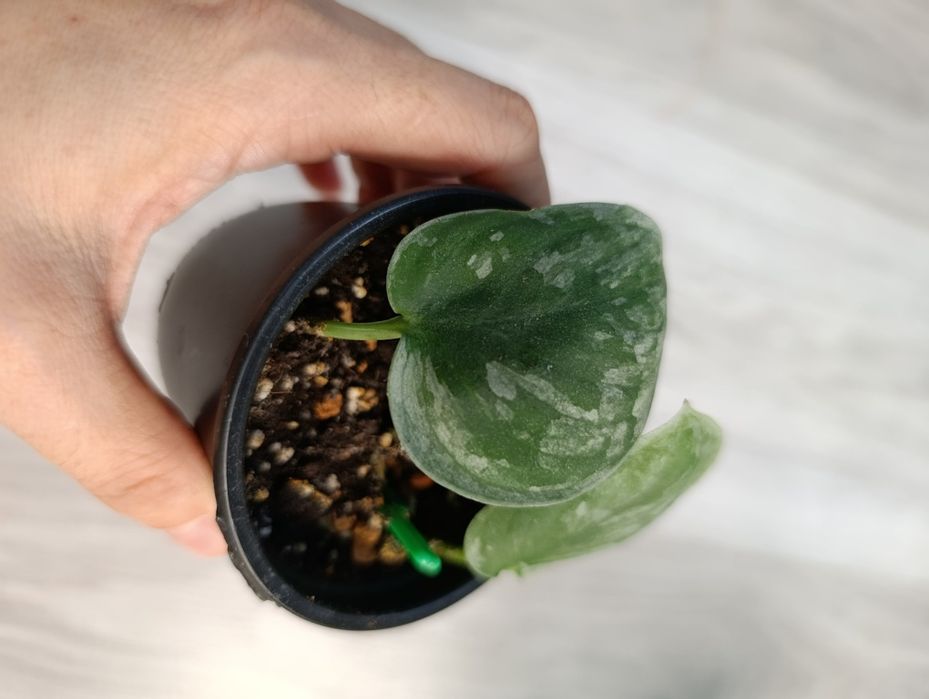 Продам сциндапсусы эпипремнумы филодендрон