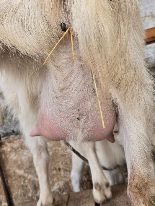 Ешкі коза сауынды занен