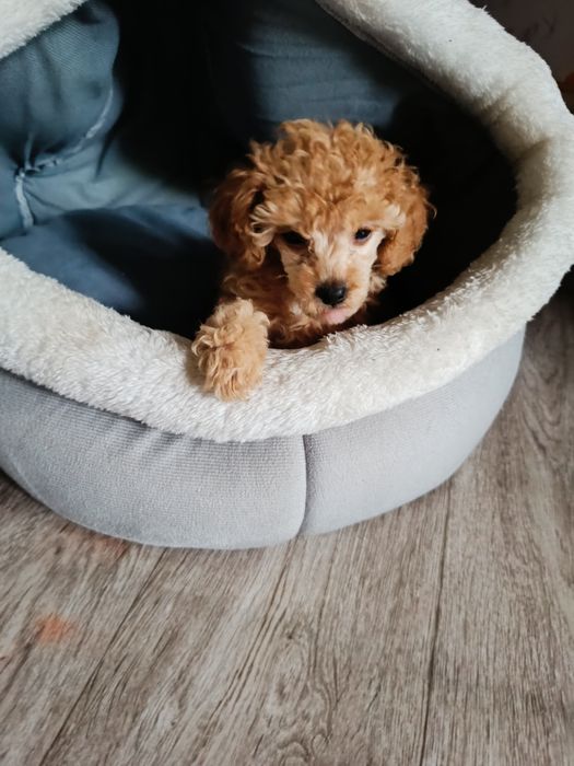 Карликовый пудель щеночки.