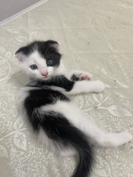 Отдам котят в добрые руки