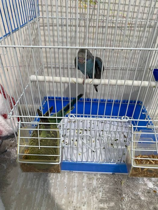 Продам попугай алматы