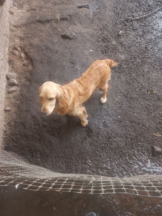 Кучук 7 ойлик кизбола