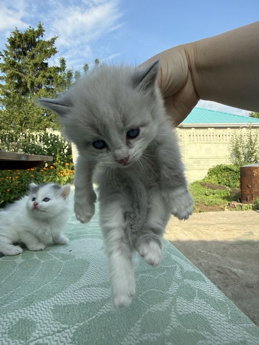 Котики в хорошие руки