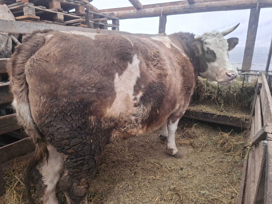 Vand tauri de rasa Galati • OLX.ro