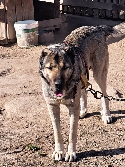 Продавам чистокръвен Кангал