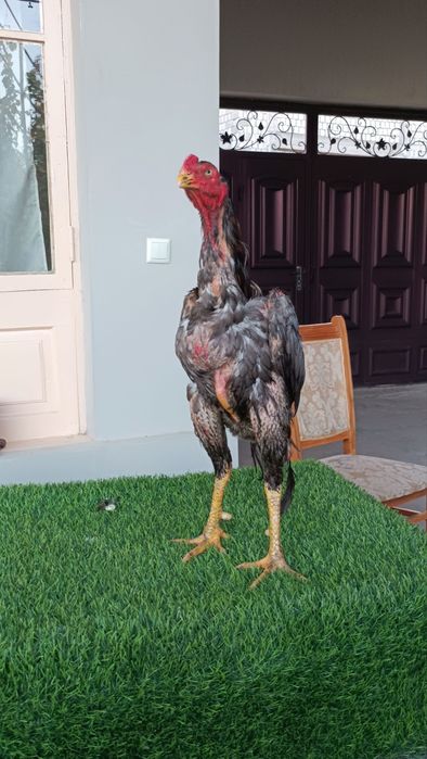 Dakan xoroz sotiladi