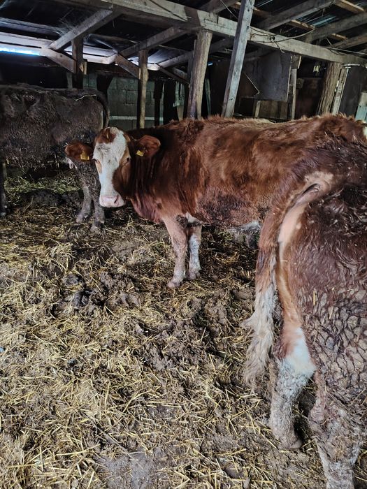 Vaci de vanzare, Bălțata românească