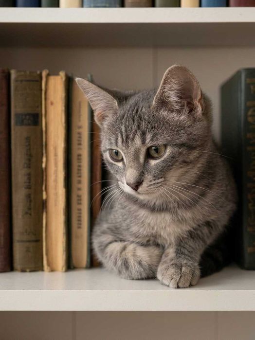 Котята бесплатно