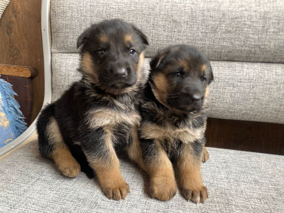 Щенки немецкой овчарки