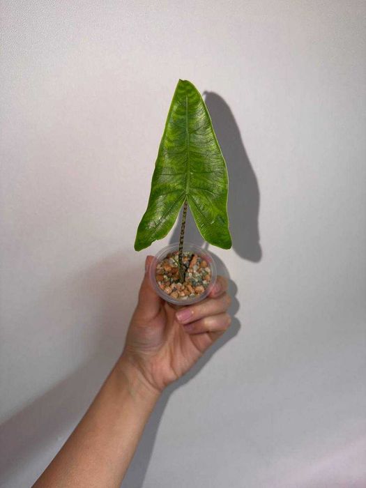 Алоказия ретикуллата