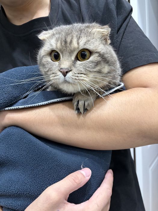 Кошка вислоухая шотландская