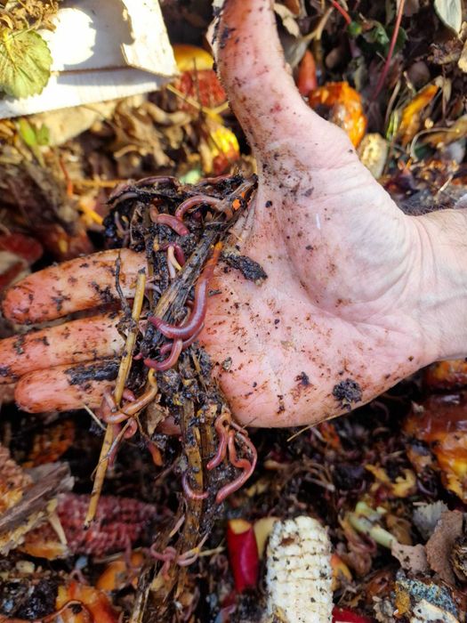 Vând râme roșii –  pentru pescuit, păsări de curte sau compostare