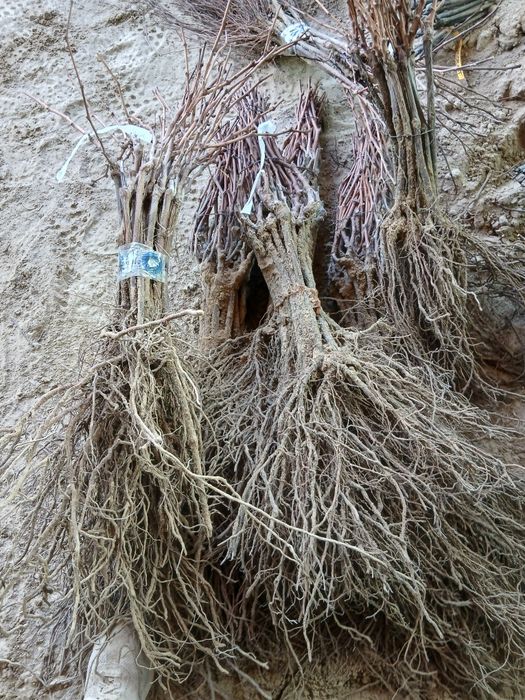 Butasi vita de vie altoita si hibrid