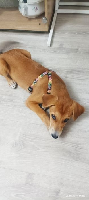 Собака. Девочка. 3 месяца. Привита. Отдам бесплатно.