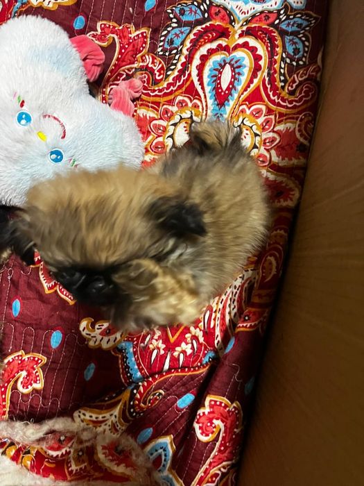 Продам пикинечов мальчик девочка