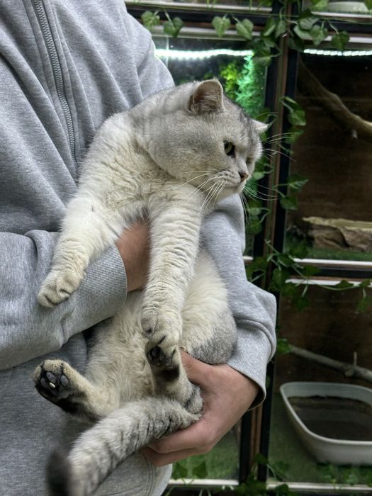 серебристая шиншила кот- вязка