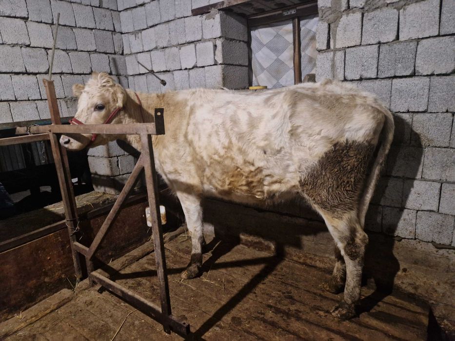 Токал сиыр сатылады