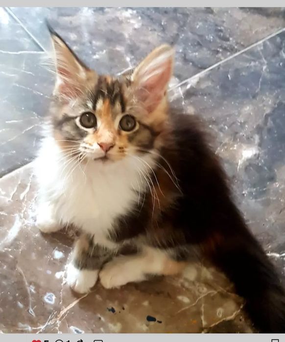 Продаются котята мейнкуны!