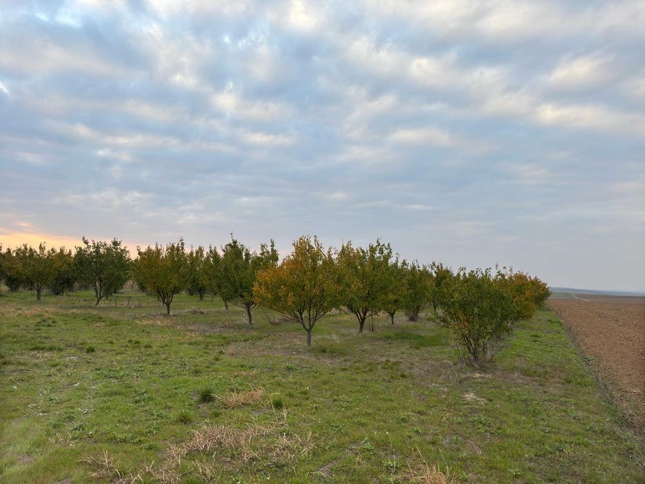 Продава се Земеделски имот в с. Чернолик, Област Силистра -  кв.м за 281 €/дка - Снимка #7