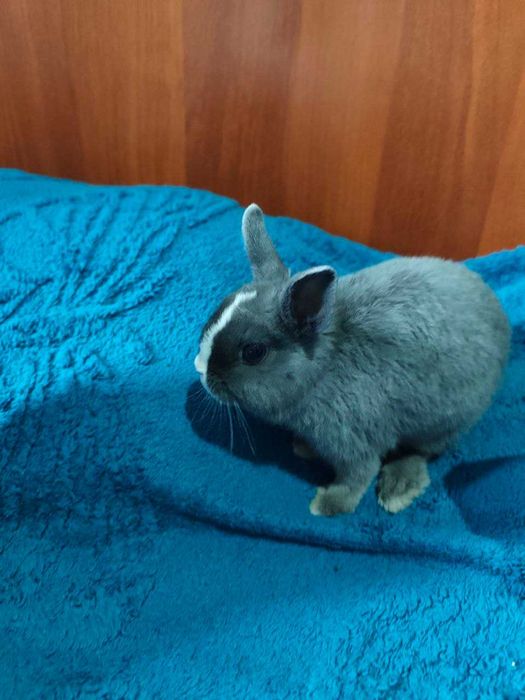 Продаю кролика декоративного