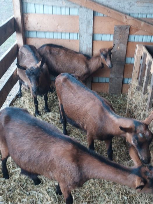 Vând capre alpine franceze gestante