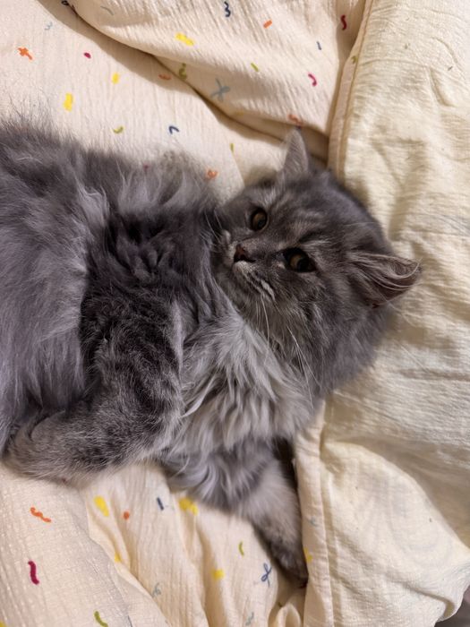Отдадим кошечку в любящие руки