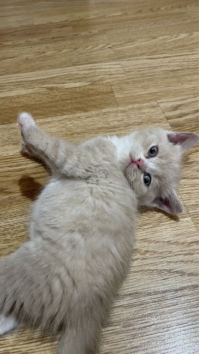 Марғау сатылады!!!