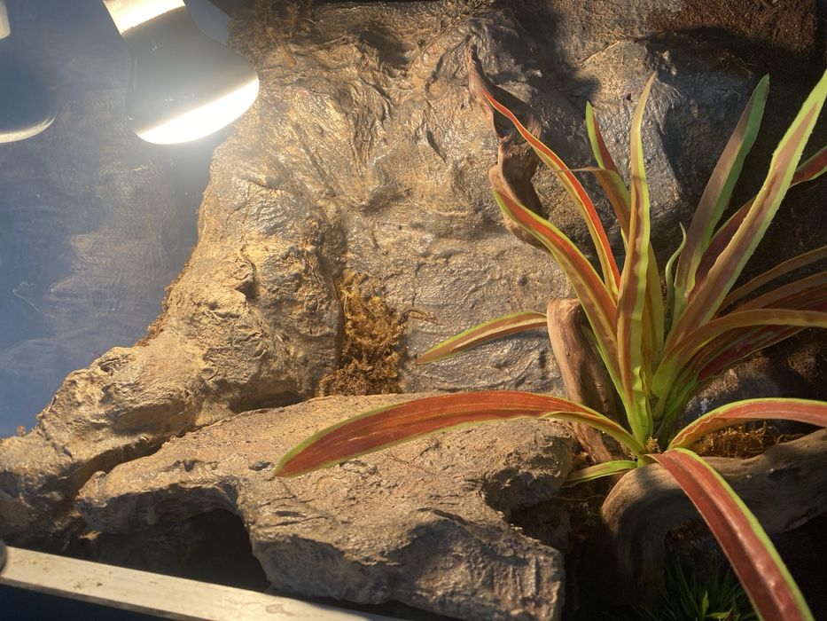 Терариум для рептилий