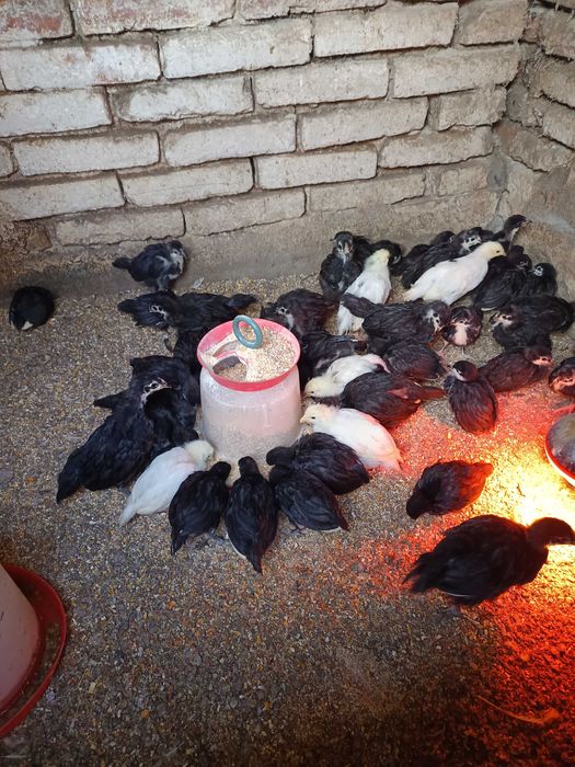 Pui de găină Australorp negru