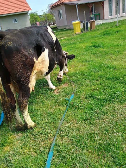 Vând vaca Holstein de 7 ani