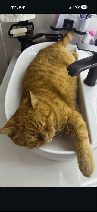 Отдам в добрые руки скотиш страйт британец