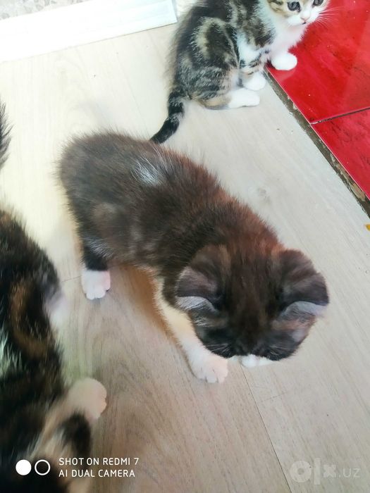 Продаются котята