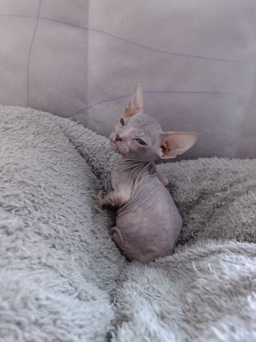 Продам котёнок девочка