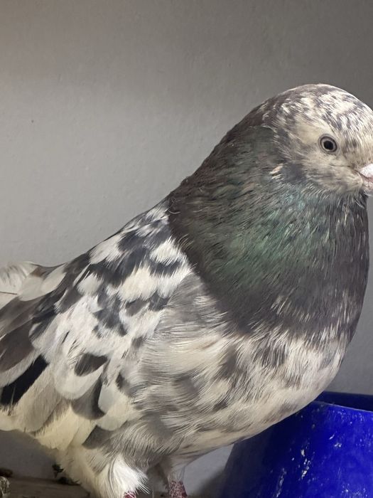 Никалаевские бабачки  бескружные