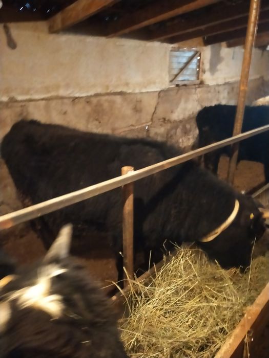 Бычки полторашки,местный