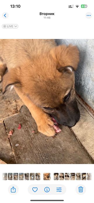 Злые  сторожевые щенки